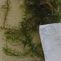 SITE10 slender waterweed (2)